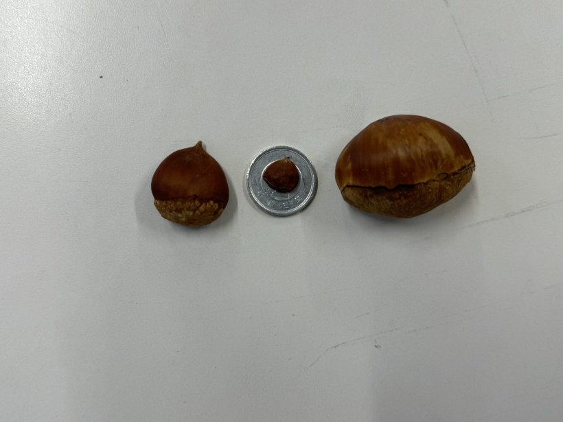 1円玉に乗った1つの栗と机の上の2つの栗